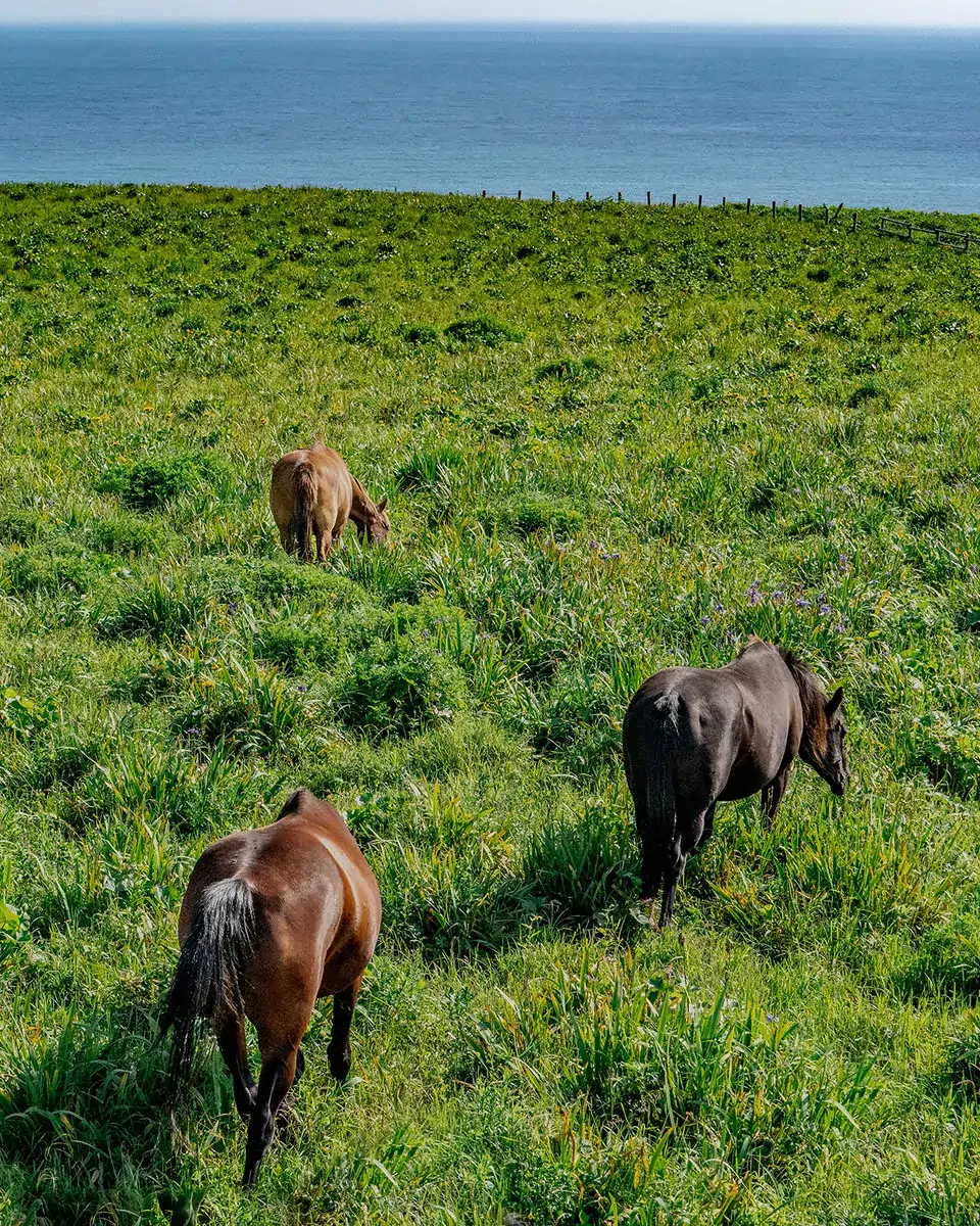 あやめヶ原_放牧馬