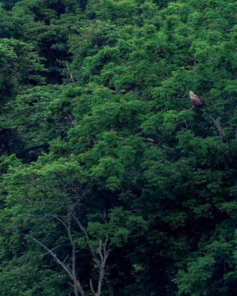 春国岱_オジロワシ