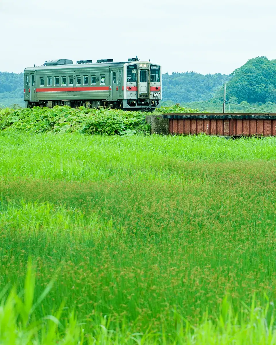 別寒辺牛湿原_花咲線